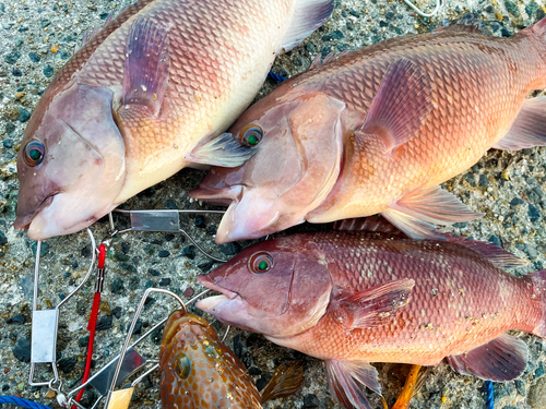 コブダイの釣果