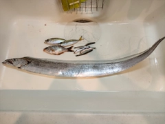 タチウオの釣果