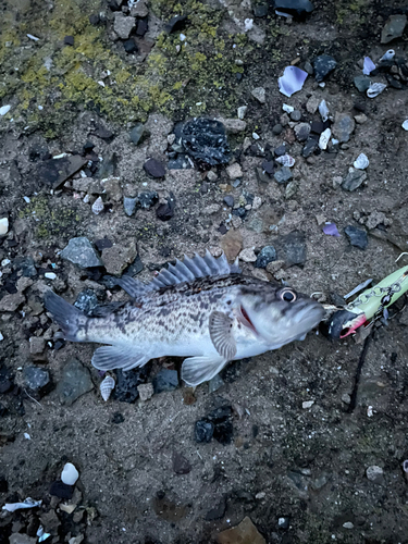 ソイの釣果