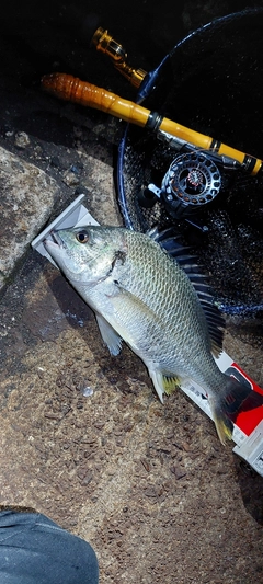 キビレの釣果