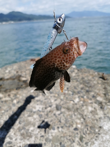 オオモンハタの釣果