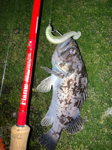 クロソイの釣果