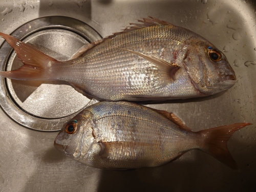 マダイの釣果