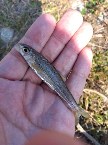 クチボソの釣果