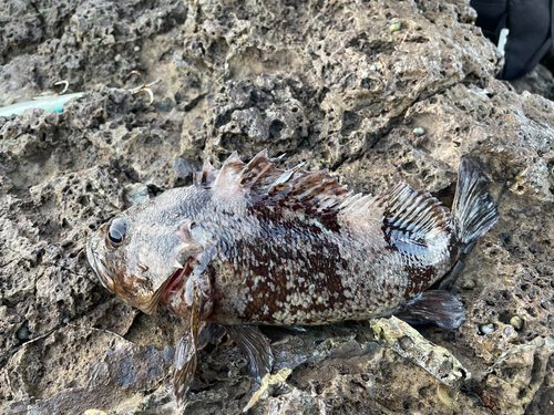 ソイの釣果