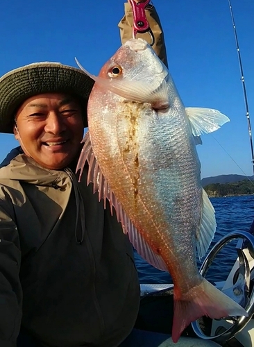 マダイの釣果