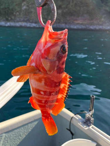 アカハタの釣果