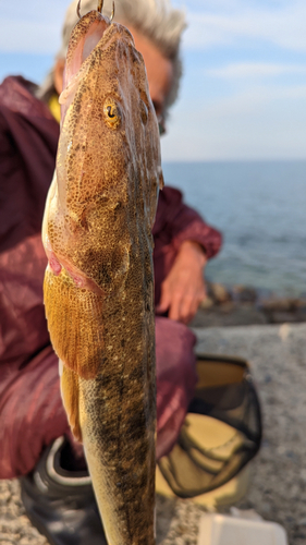 マゴチの釣果