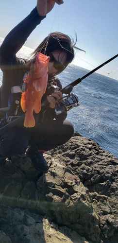 アカハタの釣果