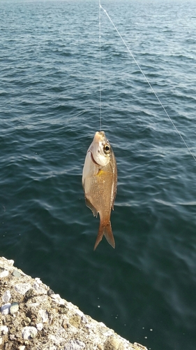 ウミタナゴの釣果