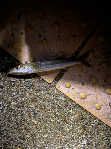 カマスの釣果