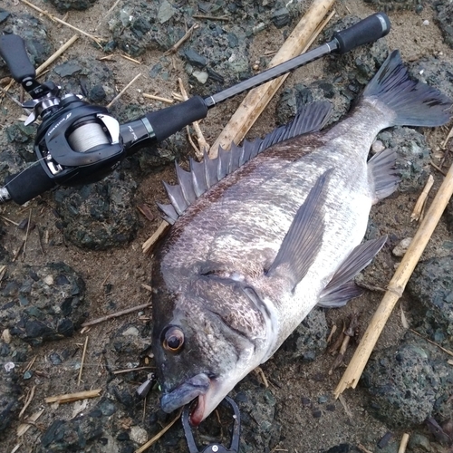 クロダイの釣果