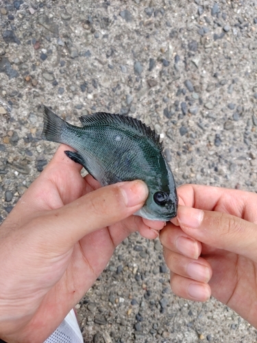 イワシの釣果