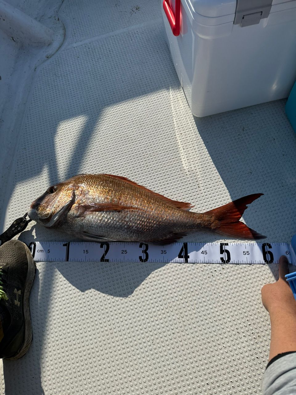 シャコタン釣り部さんの釣果 2枚目の画像