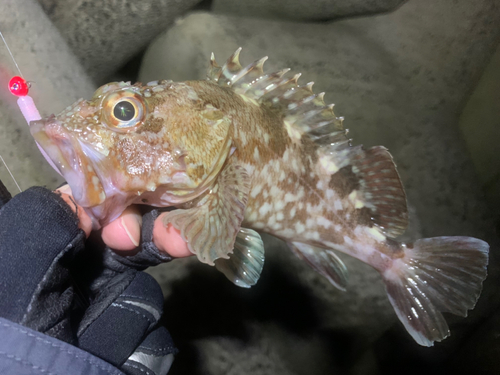 カサゴの釣果