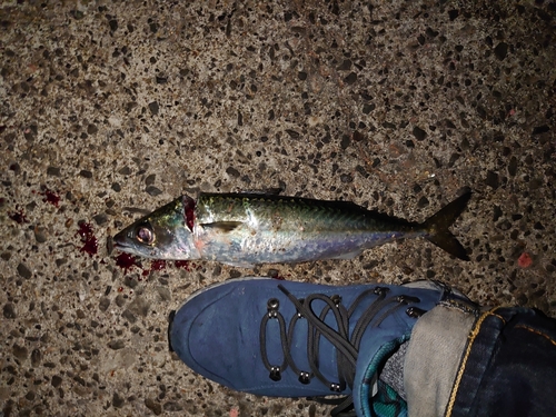 サバの釣果