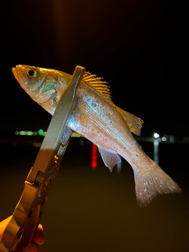 セイゴ（ヒラスズキ）の釣果