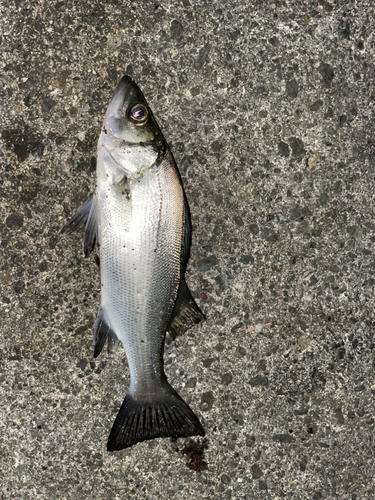 セイゴ（マルスズキ）の釣果