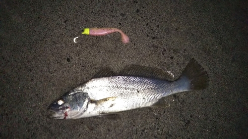 ニベの釣果