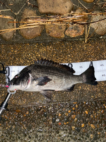 チヌの釣果