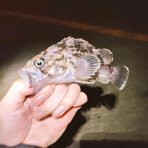 クロソイの釣果