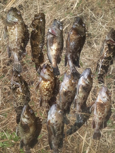 カサゴの釣果