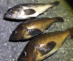 エゾメバルの釣果