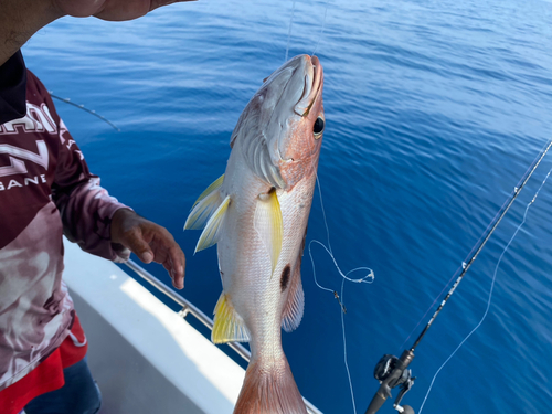 タイの釣果