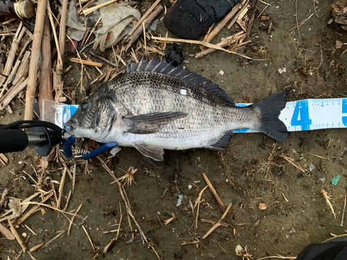 チヌの釣果