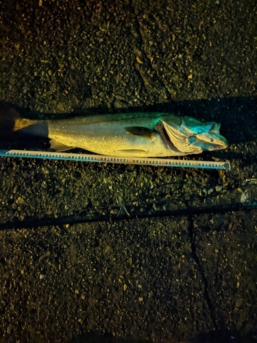 スズキの釣果