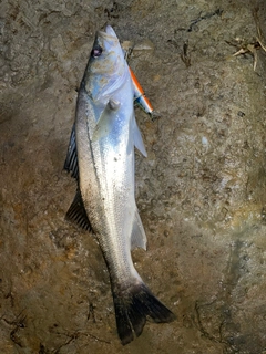 スズキの釣果