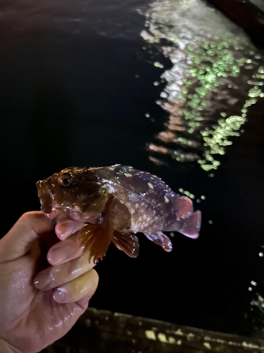 カサゴの釣果