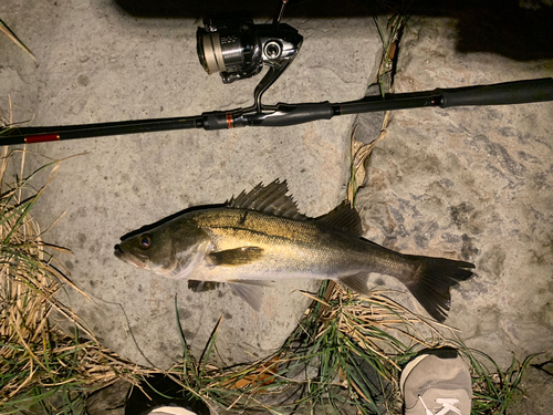 シーバスの釣果