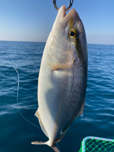 シオの釣果