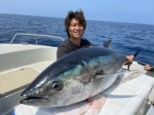 クロマグロの釣果