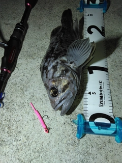 クロソイの釣果