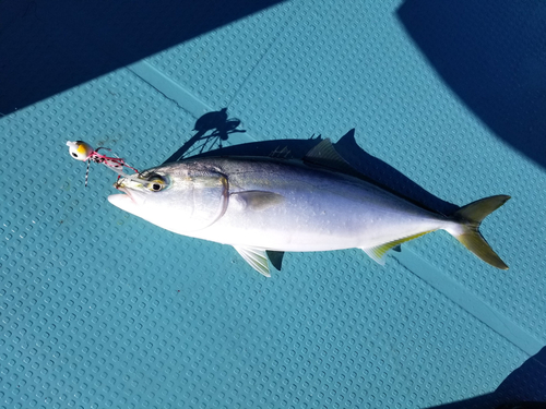 ハマチの釣果