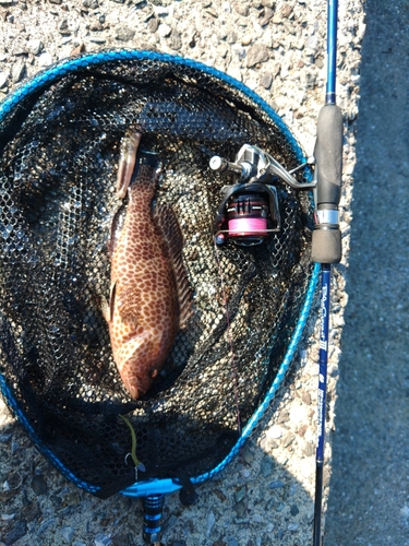 オオモンハタの釣果