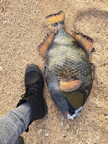 ゴマモンガラの釣果