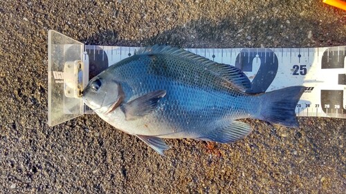 メジナの釣果