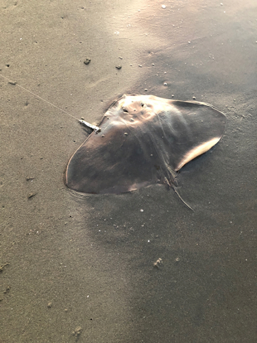 ツバクロエイの釣果