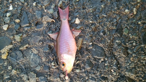 クロホシイシモチの釣果