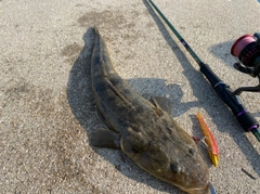 マゴチの釣果