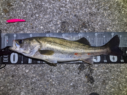 シーバスの釣果