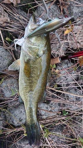 ブラックバスの釣果