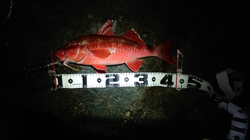 ホウライヒメジの釣果