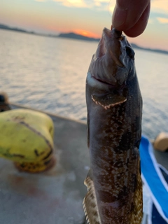 アイナメの釣果