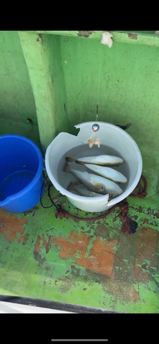 ショウサイフグの釣果