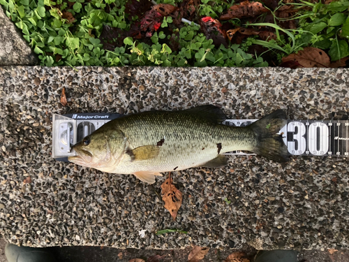 ブラックバスの釣果