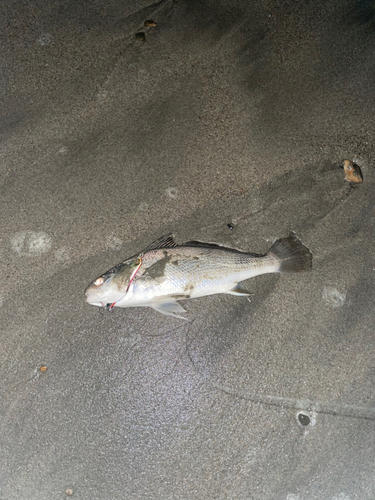 ニベの釣果